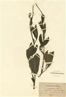 藏品(銀豆屬)的圖片